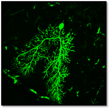 Alastair Wilkins research image
